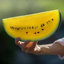 10+ Yellow Flesh - Moon and Stars Watermelon Seeds -- NON GMO - Heirloom - FRESH