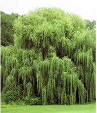 5 Golden Weeping Willow Tree seeds - Ready to Plant - Beautiful Arching