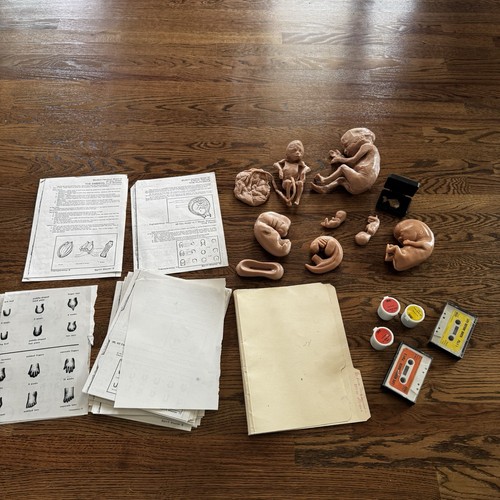 Life Form Replicas Human Reproduction And Development Fetus Model Silicone Baby