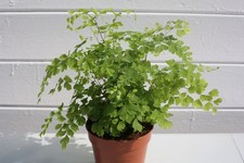 Maidenhair Fern 12cm Pot – Dutch Indoor Plant – Lush & Delicate Foliage Pet Safe