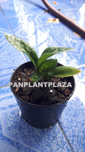 1 PLANT DWARF ZAMIOCULCAS ZAMIFOLIA ZANZIBAR GEM ZZ PLANT EMERALD PALM RARE - Picture 2 of 6