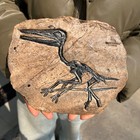 TOP! simulated Jurassic Cretaceous dinosaur skeletal fossil specimens 1.2LB — photo 2
