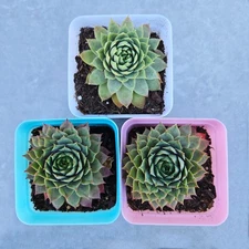Sempervivum Bundle • Hens and Chicks Bundle • Bundle of 3 • 2in pot
