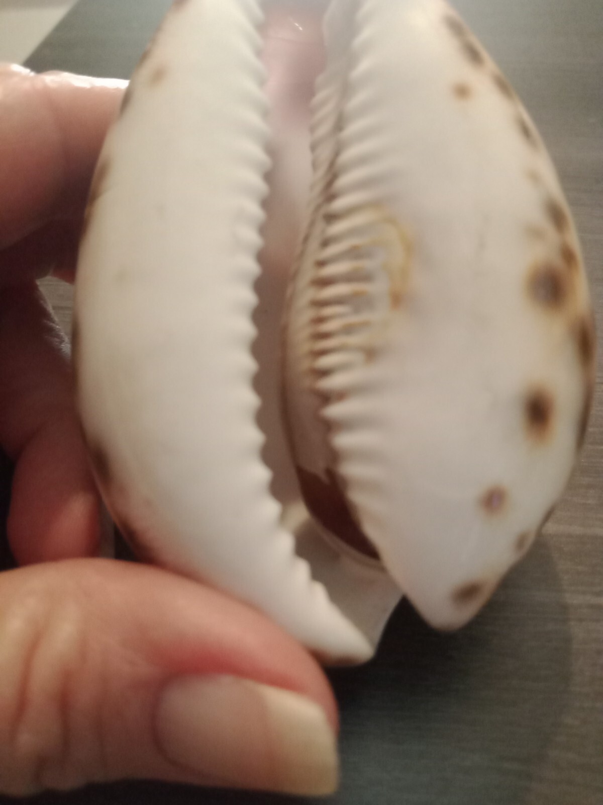 Vintage Seashell Souvenir From Norway eBay