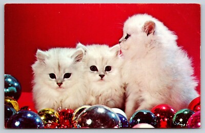 Postcard - Three white persian kittens on christmas tree balls  41