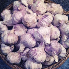 Garlic Bulbs Organic USA Spicy Purple Stripe Italian Choose 1/2 - 10 lbs Sizes