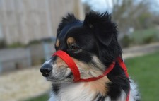 Figure of 8 dog head collar lead,halter all in one combo, anti pull