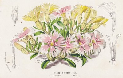 Hooker's silene California flower flower botany boutte litho