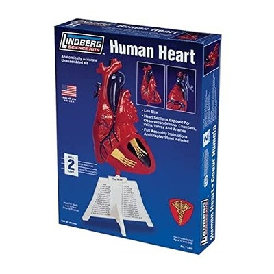 Lindberg 1/1 Menschliche Anatomie Modellteile Herz