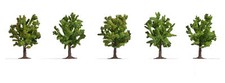 25615 Noch Profi 5 Alberi da frutta in fiore altezza mm. 80