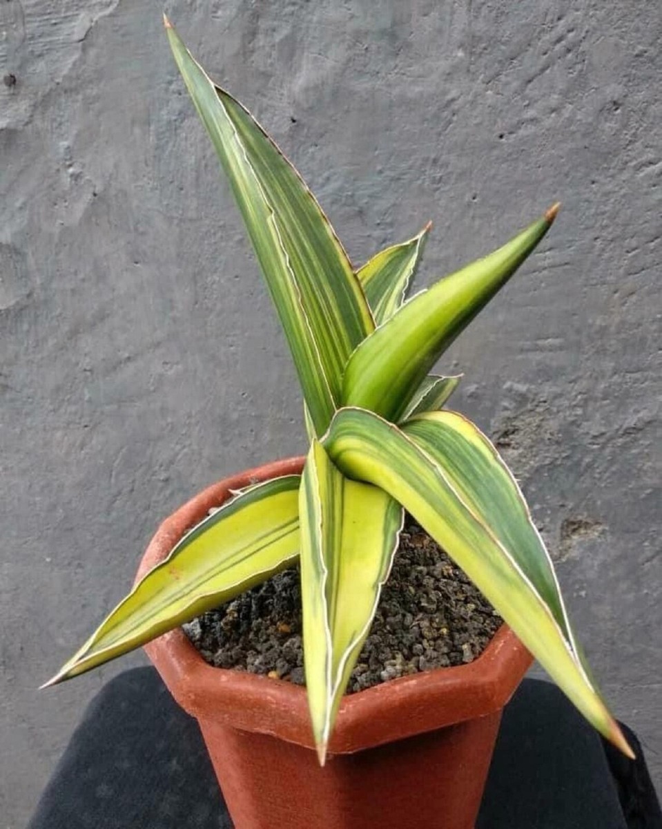 Sansevieria samurai dwarf variegated Rare Uniqe Snake Plant | eBay