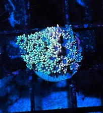 CE- WYSIWYG Secret Art Rainbow Goni Frag - Live Coral Frag LPS SPS #R2GB9
