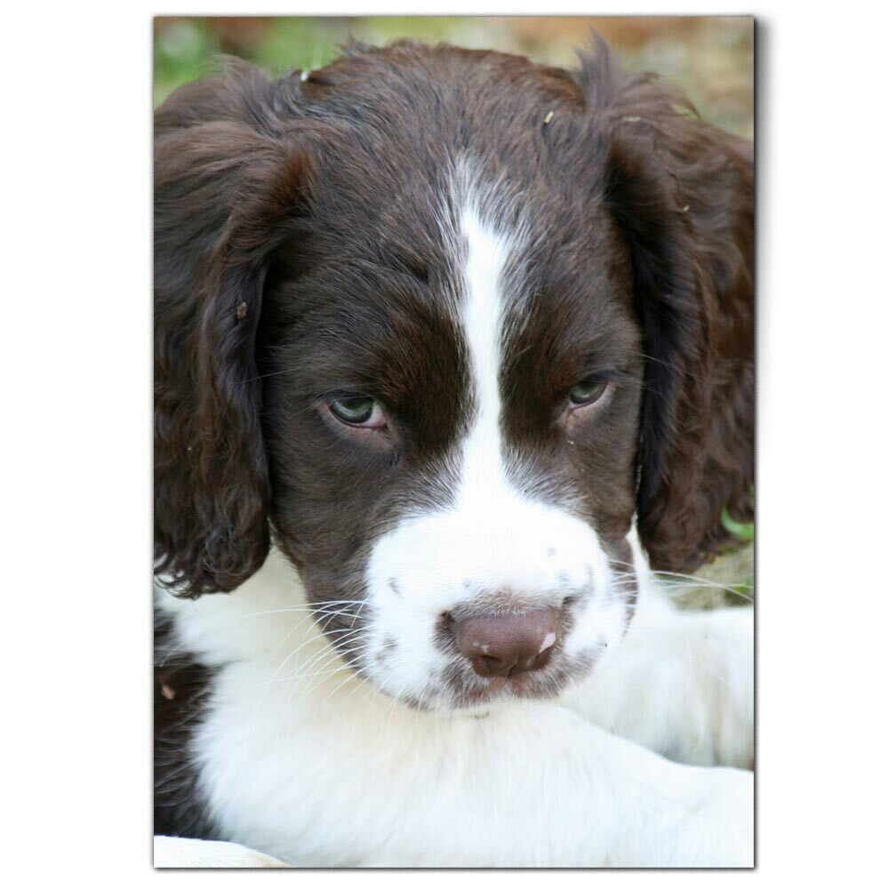 puppies blue tower spaniels