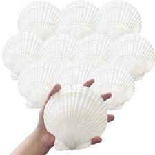 10PCS 4-5 Inch Large Sea Shells White Scallop Shells for DIY Painting Baking ...