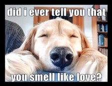 Did I Ever Tell You That You Smell Like Love? Cutest Dog EVER! Pet Friend MAGNET
