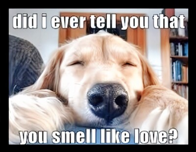 Did I Ever Tell You That You Smell Like Love? Cutest Dog EVER! Pet Friend MAGNET