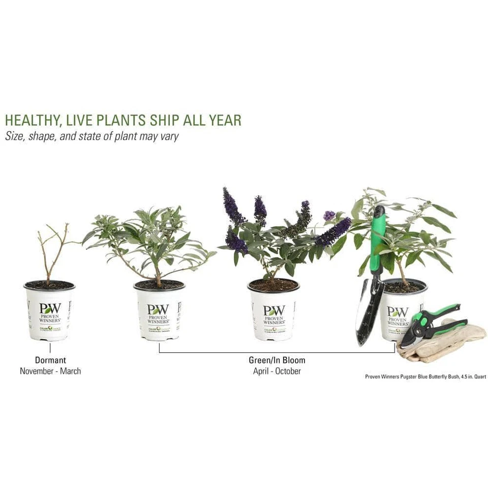 Arbusto de mariposa azul Pugster arbusto vivo 4,5 cuartos de galón flores azules resistente a la sequía Foto 2 de 4