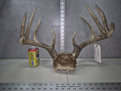 #ad 150quot; Big Wild 10Pt Whitetail Deer Antler Rack Horn Skull Plate Decor Man Cave $149.00