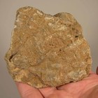 3.4" Polished FOSSIL CORAL Specimen - Devonian Age - Morocco — photo 7