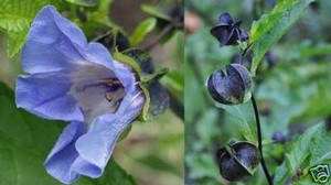 duftende Kletterpflanze Blaue Lampionblume mit blauen Lampions & blauen