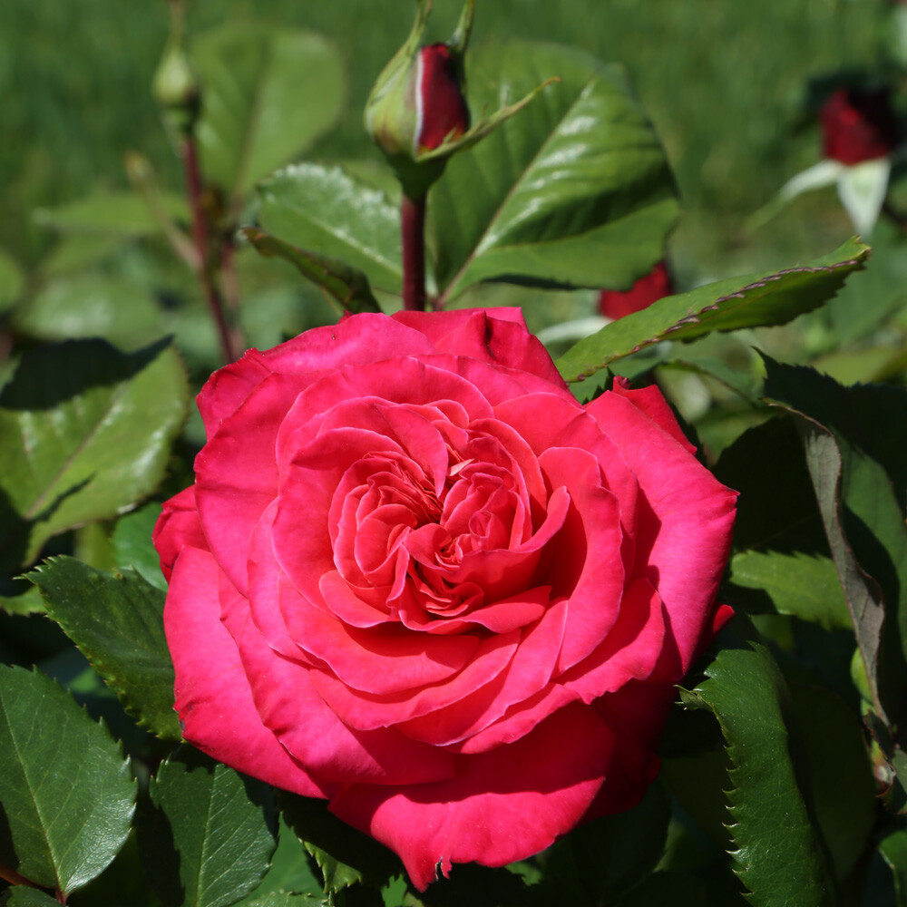 Rosa Rampicante Mme A. Meilland 'Gioia Pace' - Profumata, Gialla E Rosa