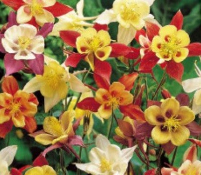 30x Akelei McKana Giant Hybrids - Samen Garten Pflanze Blumen KS4 - Picture 1 of 5