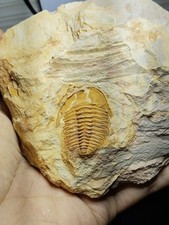 Real and unique paleontological fossils of trilobites