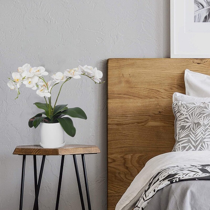 Hojas de OrquíDeas Phalaenopsis Plantas de Contacto de LáTex de RaíCes