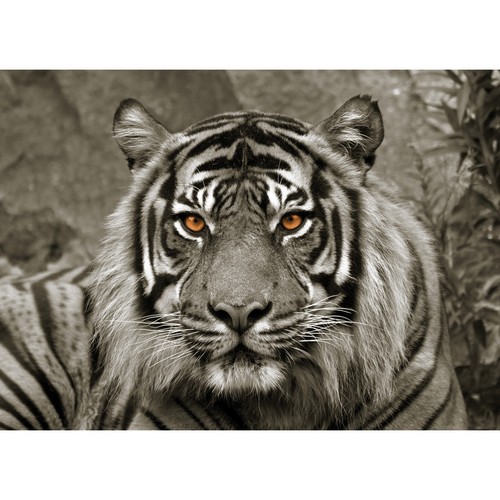 Keilrahmenbild TIGER - 118x78 cm Wandbild Grafik Poster