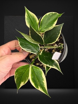 Hoya Polyneura Albo Variegated - E