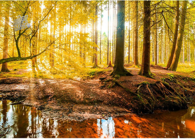 Modern Autumn Forest Photographic Wallpaper Fleece Living Room Bedroom L
