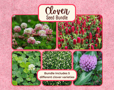 CLOVER SEED BUNDLE 5 Unique Clover Varieties for Pollinator Flower Gardening