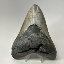 Dente di squalo megalodonte 5,13 pollici - enorme - fossile autentico - denti naturali 20009