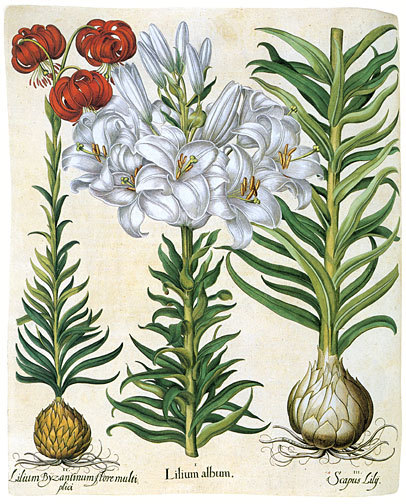 ✿Lily..'s ✿Garden*✿♪ Lily Saver Bundle - 25 Asiatics & 25 Oriental | YouGarden