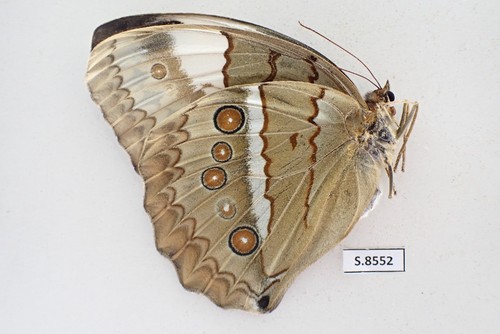 S8552. Unmounted insect: Stichophthalma sp. Central Vietnam. - Picture 3 of 3