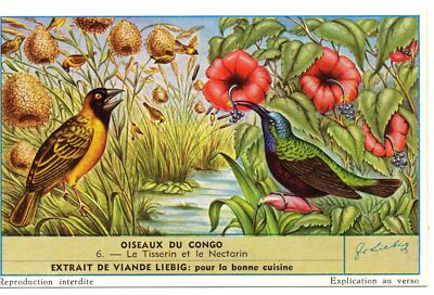 S1632- CHROM LIEBIG - 1955 - '' VÖGEL DES KONGO '' : 6. DER WEBER UND DER NEKTAR