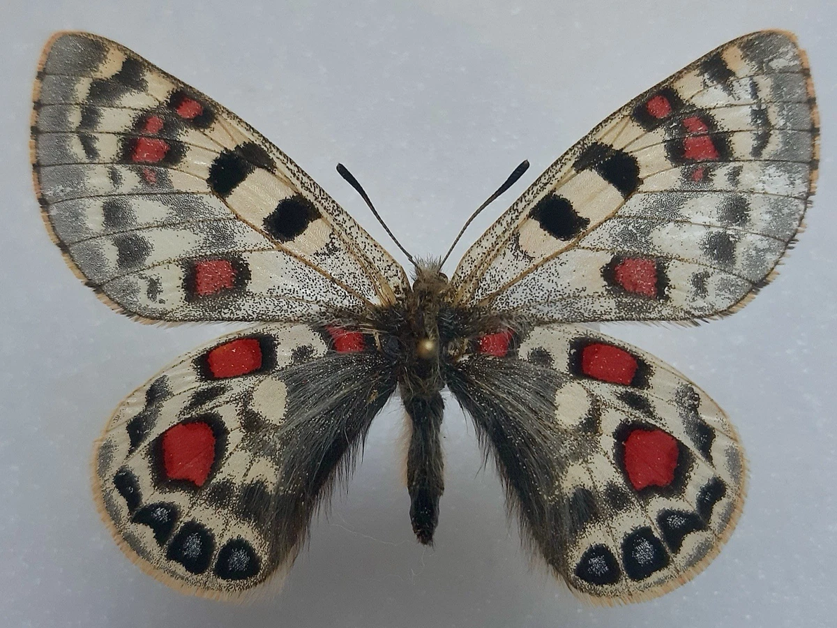 Parnassius Butterfly for sale | eBay