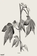 Vintage Botanical Illustration 🌿 - 19th Century Style Plant Poster - 24x36”