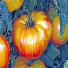 Tomato Pineapple Great Heirloom Vegetable By Seed Kingdom 1 OZ Seeds