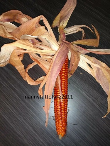 100 SEMI SEEDS MAIS ottofile ROSSO 2025 Presìdio Slow Food antica varieta' 🌽 - Imagen 4 de 5