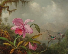 Martin Johnson Heade Orchids & Hummingbirds Fine Art Giclee | 8x10 |11x14 |16x20