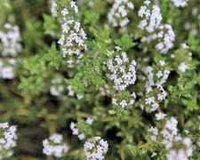 Thymus fragrantissimus Orange thyme 10 seeds
