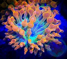 SAF~”WYSIWYG” 4+ In Rainbow Bubble Tip Anemone, Rose Tentacles, Live Coral, BTA
