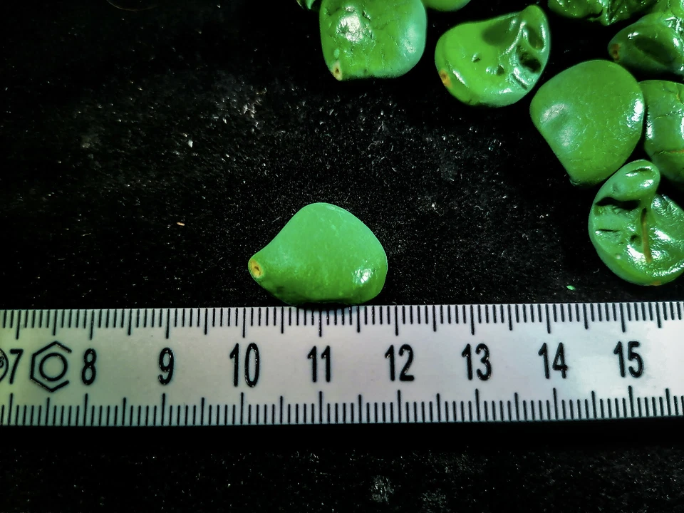 PERLANDO: 22 SPEKTAKULÄRER PERLMUTTSPLITTER NUGGETS - SPINAT GRÜN 20 MM (130/8) - Bild 4 von 4