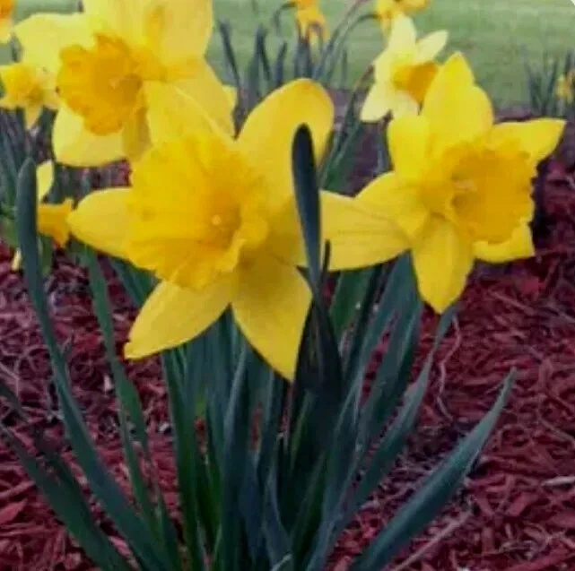 DAFFODILS 20 Dutch Master Bulbs - Image 2 of 3
