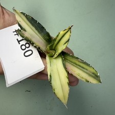 Sale Rare Cacti Agave titanota white whale Variegata WYSIWYG Boutique Decor