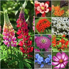 Butterfly and Hummingbird Attracting Wildflower Seeds - .2 Oz - Approximately... 198.72 per gallon