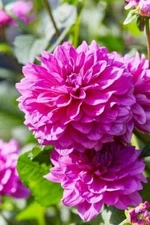 1 "Lucky Number" Decorative Dahlia - Large Size #1 Bulb - US Seller