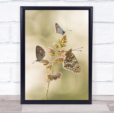 Insekt Makro Schmetterling Schmetterlinge Käfer Bokeh eine Art Schmelzen Wandkunstdruck