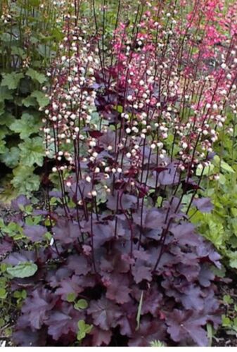 50 PALACE PURPLE HEUCHERA / CORAL BELLS Micrantha Flower Seeds *Flat S/H - Picture 1 of 12